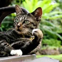 Icône de Cat Live Wallpaper